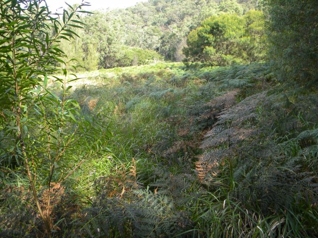 Abandoned farm clearings, Marramarra Creek